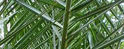Care of the plant Phoenix canariensis or Canary Island Date Palm.
