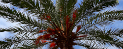 Care of the plant Phoenix dactylifera or Date palm.