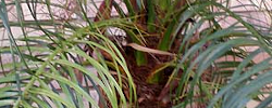 Care of the palm tree Phoenix roebelenii or Miniature date palm.