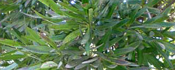 Cuidados de la planta Podocarpus macrophyllus o Podocarpo del Japón.