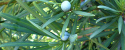 Care of the plant Podocarpus neriifolius or Brown pine.