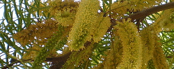 Care of the tree Prosopis chilensis or Chilean mesquite.