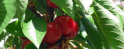 Care of the tree Prunus avium or Sweet cherry.