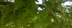 Care of the plant Quercus cerris or Turkey oak.