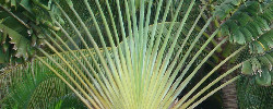 Care of the plant Ravenala madagascariensis or Traveller's tree.