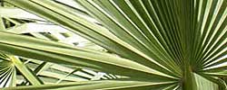 Care of the palm tree Sabal minor or Dwarf palmetto.
