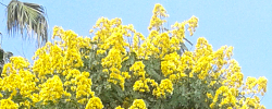 Care of the plant Senna spectabilis or Whitebark senna.
