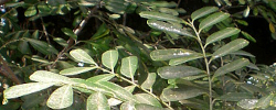 Cuidados del árbol Simarouba glauca o Aceituno.
