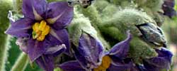 Cuidados de la planta Solanum giganteum o Solano gigante.