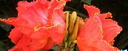 Care of the plant Spathodea campanulata or African tulip tree