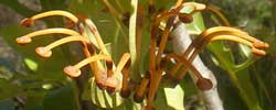 Care of the plant Stenocarpus sinuatus or Firewheel Tree.