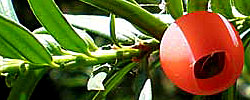 Cuidados de la planta Taxus baccata o Tejo.