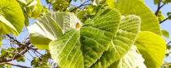 Care of the plant Tilia tomentosa or Silver linden.