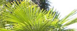 Care of the plant Trachycarpus fortunei or Chusan palm.