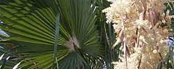 Care of the plant Washingtonia robusta or Mexican fan palm.