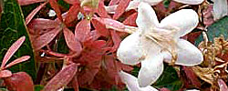 Care of the shrub Abelia x grandiflora or Glossy Abelia.