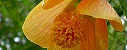 Care of the shrub Abutilon pictum or Red Vein Indian Mallow.