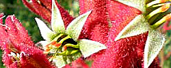 Care of the plant Anigozanthos flavidus or Tall Kangaroo paw.