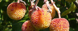 Care of the plant Arbutus unedo or Strawberry tree.