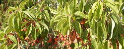 Care of the plant Arbutus andrachne or Greek strawberry tree.