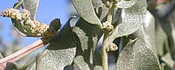 Care of the plant Atriplex halimus or Saltbush.