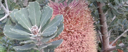 Care of the plant Banksia praemorsa or Cut-leaf banksia.