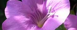 Care of the plant Barleria obtusa or Bush violet.