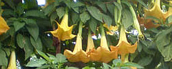Cuidados de la planta Brugmansia arborea o Árbol de las trompetas.