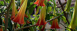 Care of the plant Brugmansia suaveolens or Snowy angel's trumpet.