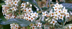 Care of the plant Buddleja auriculata or Weeping Sage.