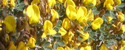 Care of the shrub Calicotome villosa or Spiny broom.