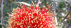 Care of the plant Callistemon rugulosus or Scarlet Bottlebrush.