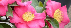 Care of the plant Camellia sasanqua or Sasanqua camellia.