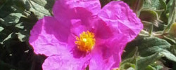 Care of the plant Cistus x pulverulentus or Magenta Rock Rose.