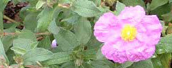 Care of the plant Cistus x skanbergii or Dwarf Pink Rockrose.
