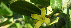 Cuidados del arbusto Cneorum tricoccon, Olivilla u Olivillo.