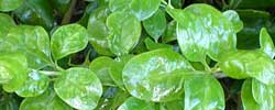 Care of the plant Coprosma repens or Mirror bush.