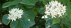 Care of the shrub Cornus sanguinea or Common dogwood.