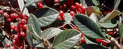Care of the plant Cotoneaster lacteus or Late cotoneaster.