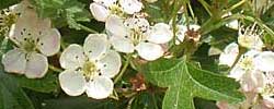 Care of the shrub Crataegus monogyna or Common hawthorn.