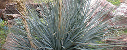 Cuidados de la planta Dasylirion glaucophyllum o Sotol de Hidalgo.