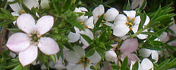 Care of the shrub Diosma ericoides or Breath of heaven.