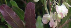 Care of the plant Dodonaea viscosa or Sticky hop bush.