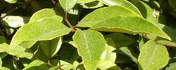 Care of the plant Elaeagnus x reflexa or Elaeagnus hybrid.