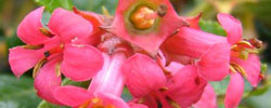 Care of the plant Escallonia rubra or Red escallonia.