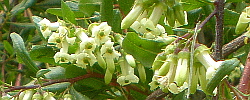 Care of the plant Escallonia illinita or Escallonia viscosa.