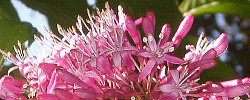 Care of the plant Fuchsia arborescens or Tree fuchsia.