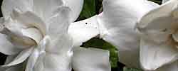 Cuidados de la planta Gardenia jasminoides, Gardenia o Jazmín del Cabo.