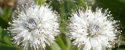 Care of the plant Globularia salicina or Canary Globe flower.