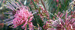 Cuidados de la planta Grevillea brachystachya o Grevillea de punta corta.